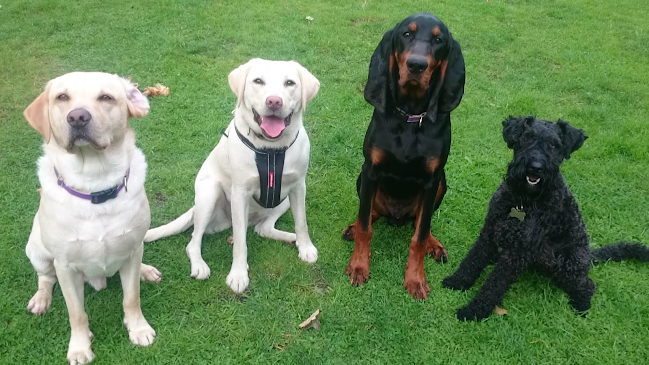 Reviews of Rixton Dog School Training & Behaviour Centre in Warrington - Dog trainer