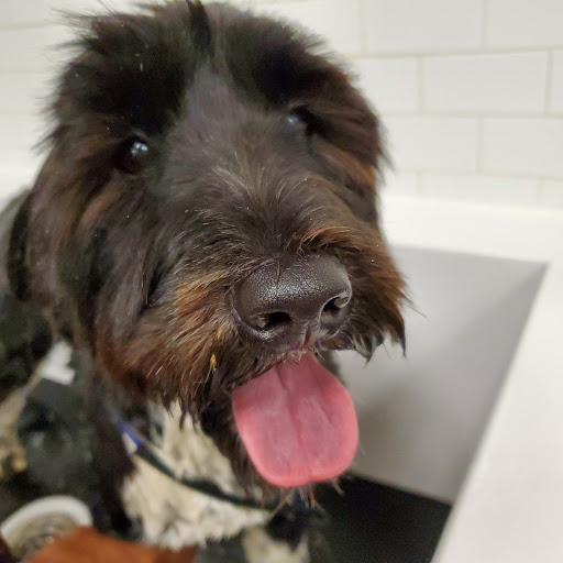 Pet Supply Store «Choice Pet - Monroe», reviews and photos, 535 Monroe Turnpike, Monroe, CT 06468, USA