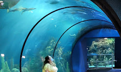Aquarium At Moody Gardens