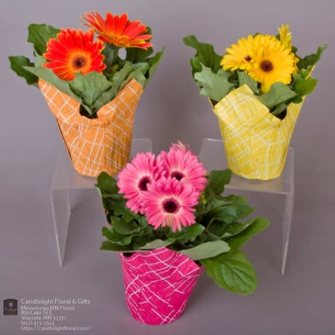 Florist «Candlelight Floral & Gifts», reviews and photos, 850 Lake St E, Wayzata, MN 55391, USA