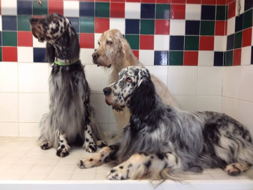 Pensioni per cani e dog hotel a Pet Land Snc Di Monica Bottazzo & C.