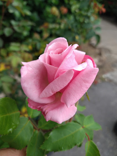 Landscape Designer «Santa Barbara Nursery», reviews and photos, 20425 SW 177th Ave, Miami, FL 33187, USA