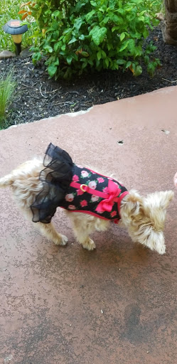 Pet Supply Store «Petco Animal Supplies», reviews and photos, 8700 Preston Rd #105, Plano, TX 75024, USA