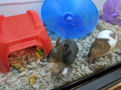 Pet Supply Store «Petco Animal Supplies», reviews and photos, 1370 Holiday Ln a, Fairfield, CA 94533, USA