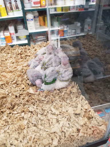 Pet Store «El Granero Pet Shop», reviews and photos, 15700 Atlantic Ave, Compton, CA 90221, USA