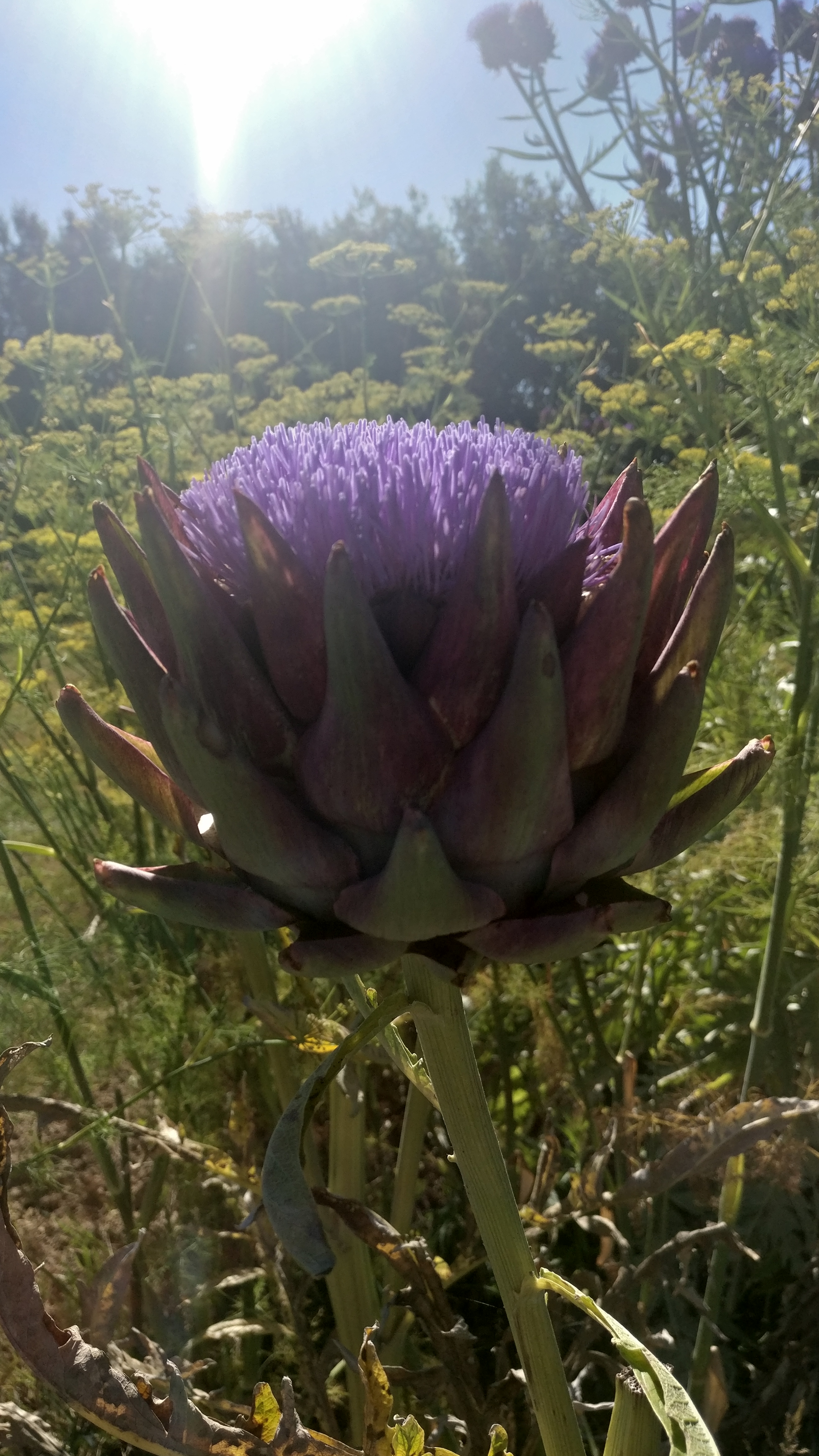 Photo n° 5 de l'avis de Séverine.r fait le 12/07/2020 à 17:21