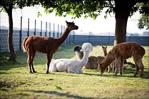 Black-Hof Erlebnisse mit Alpakas & Lamas image