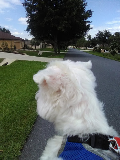 Golf Club «Brentwood Farms Golf Club», reviews and photos, 1720 W Nicole Dr, Lecanto, FL 34461, USA