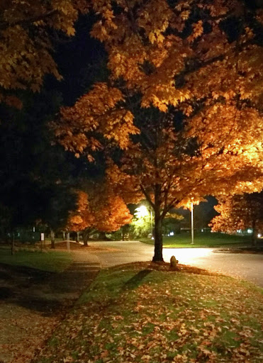 Park «Macleay Park», reviews and photos, NW 29th Ave & Upshur St, Portland, OR 97210, USA