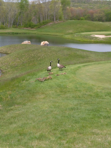 Golf Course «Fox Hopyard Golf Club», reviews and photos, 1 Hopyard Rd, East Haddam, CT 06423, USA