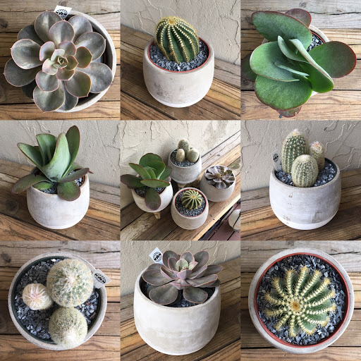 Wholesale Florist «Urban Jungle», reviews and photos, 2603 Sherman Ave NW, Washington, DC 20001, USA