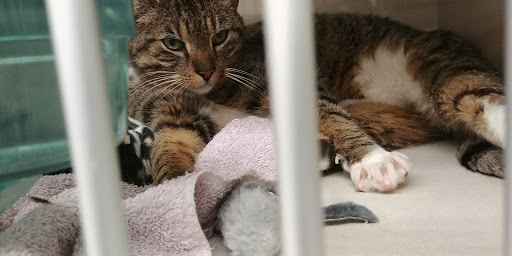 Pet Supply Store «Petco Animal Supplies», reviews and photos, 2373 W Ridge Rd, Greece, NY 14626, USA