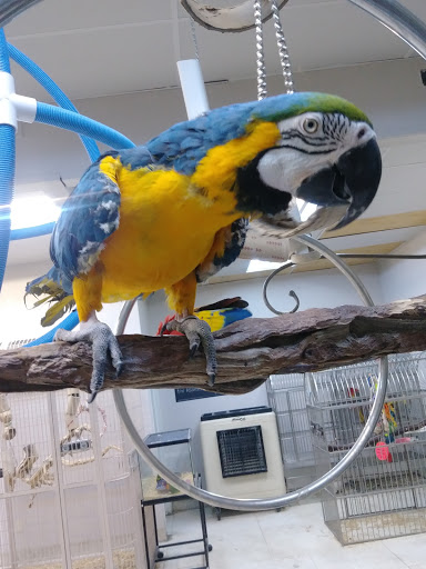 Bird Shop «Arizona Bird Store», reviews and photos, 565 S Dobson Rd, Mesa, AZ 85202, USA
