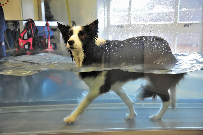 Severn Veterinary Centre and Hydrotherapy Suite - Worcester