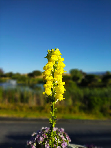 Public Golf Course «Shoreline Golf Links», reviews and photos, 2940 N Shoreline Blvd, Mountain View, CA 94043, USA