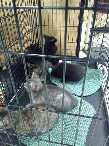 Pet Supply Store «PetSmart», reviews and photos, 8537 W Grand River Ave, Brighton, MI 48116, USA