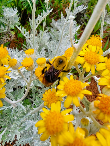 Natural History Museum «Fernbank Museum of Natural History», reviews and photos, 767 Clifton Rd, Atlanta, GA 30307, USA