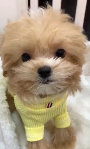 Pet Supply Store «Woof Woof Puppies & Boutique», reviews and photos, 29555 Northwestern Hwy, Southfield, MI 48034, USA