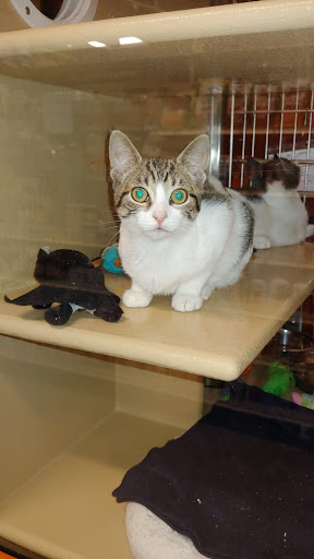 Pet Supply Store «PetSmart», reviews and photos, 2410 Merrick Rd #1, Bellmore, NY 11710, USA