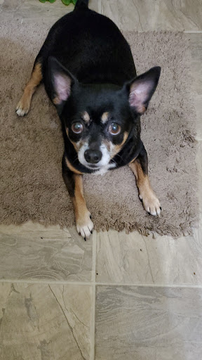 Pet Supply Store «PetSmart», reviews and photos, 479 River Hill Dr, Ashland, KY 41101, USA