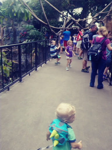 Zoo «Lied Jungle», reviews and photos, 916 D St, Omaha, NE 68107, USA