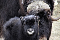 The Musk Ox Farm