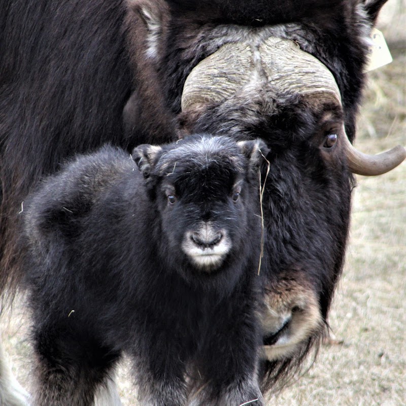 The Musk Ox Farm