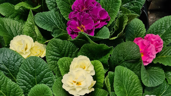 Anmeldelser af Bjørn K. Blomster i Esbjerg - Børnebutik