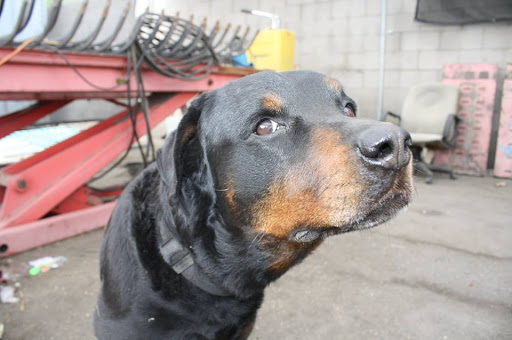 Used Car Dealer «Magic Auto Sales & Service», reviews and photos, 1636 S 7th St, Phoenix, AZ 85034, USA