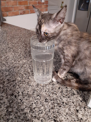 Pet Supply Store «Pet Supermarket, Inc.», reviews and photos, 1511 N Woodland Blvd, DeLand, FL 32720, USA