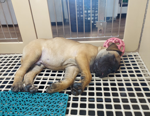 Pet Store «Petland», reviews and photos, 5470 Dixie Hwy, Fairfield, OH 45014, USA