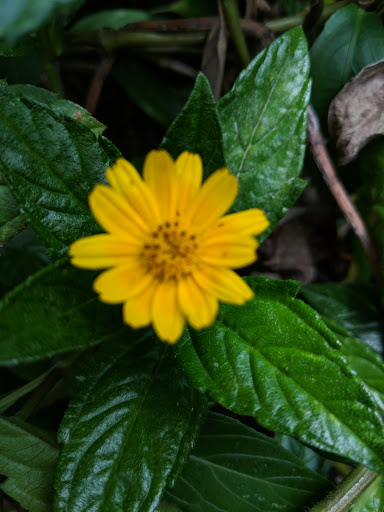 Miniature Golf Course «Congo River Golf», reviews and photos, 20060 US-19, Clearwater, FL 33764, USA