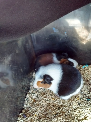 Pet Supply Store «Petco Animal Supplies», reviews and photos, 3430 W State St, Grand Island, NE 68803, USA