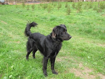 Clinique Veterinaire Mirabelle à Rettel