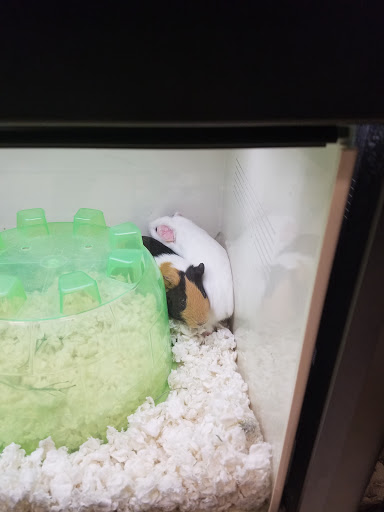 Pet Supply Store «Pet Supplies Plus», reviews and photos, 3120 NJ-35, Hazlet, NJ 07730, USA