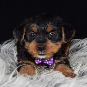 Pet Store «AA Ridgewood Kennels II», reviews and photos, 5401 Lincoln Hwy, Gap, PA 17527, USA