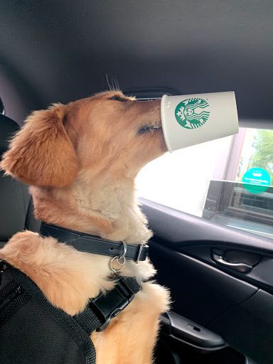 Coffee Shop «Starbucks», reviews and photos, 1731 Martin Luther King Blvd, Houma, LA 70360, USA