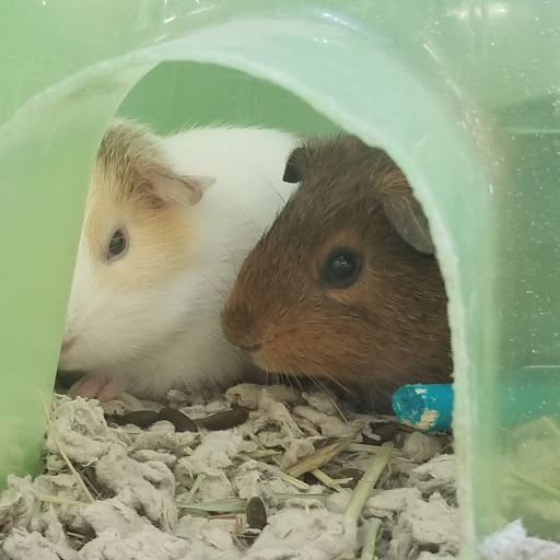 Pet Supply Store «PetSmart», reviews and photos, 625 Baltimore Blvd, Westminster, MD 21157, USA