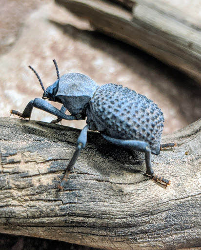 Pet Store «Sand Bar Pet Shop», reviews and photos, 25571 Marguerite Pkwy, Mission Viejo, CA 92692, USA