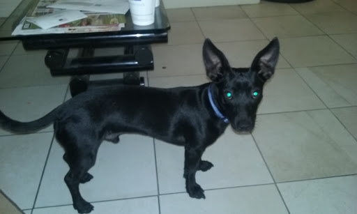 Carson Animal Shelter image
