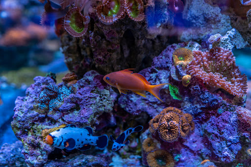 Aquarium «Aquatic Design & Development Group, LLC», reviews and photos, 1725 SW 17th St, Ocala, FL 34471, USA