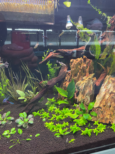 Tropical Fish Store «Jack Wattley Discus», reviews and photos, 6944 NE 4th Ave, Miami, FL 33138, USA