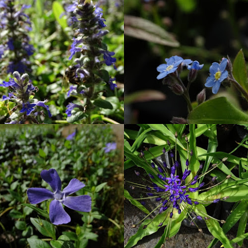 Cubresuelos El Vinculo - Centro de jardinería