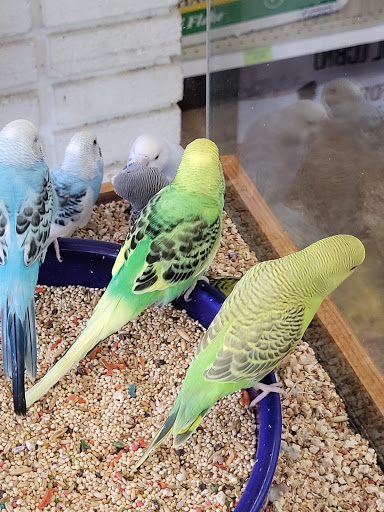 Pet Supply Store «Paw Shoppe Pet Center», reviews and photos, 6416 E Spring St, Long Beach, CA 90815, USA