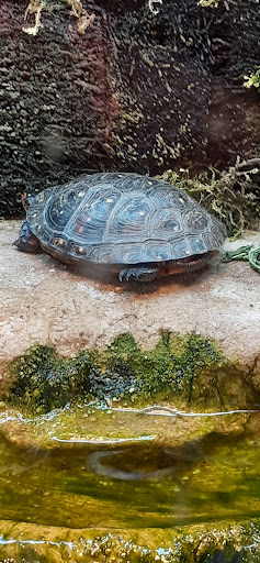 Shopping Mall «St. Lawrence Centre», reviews and photos, 6100 St. Lawrence Centre, Massena, NY 13662, USA