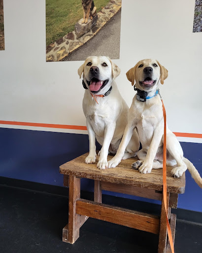 Dog Trainer «Off Leash K9 Training, Charlottesville», reviews and photos, 8782 Seminole Trail, Ruckersville, VA 22968, USA