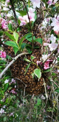Alerte Guêpes et Frelons Essonne - AGFE à Saint-Chéron