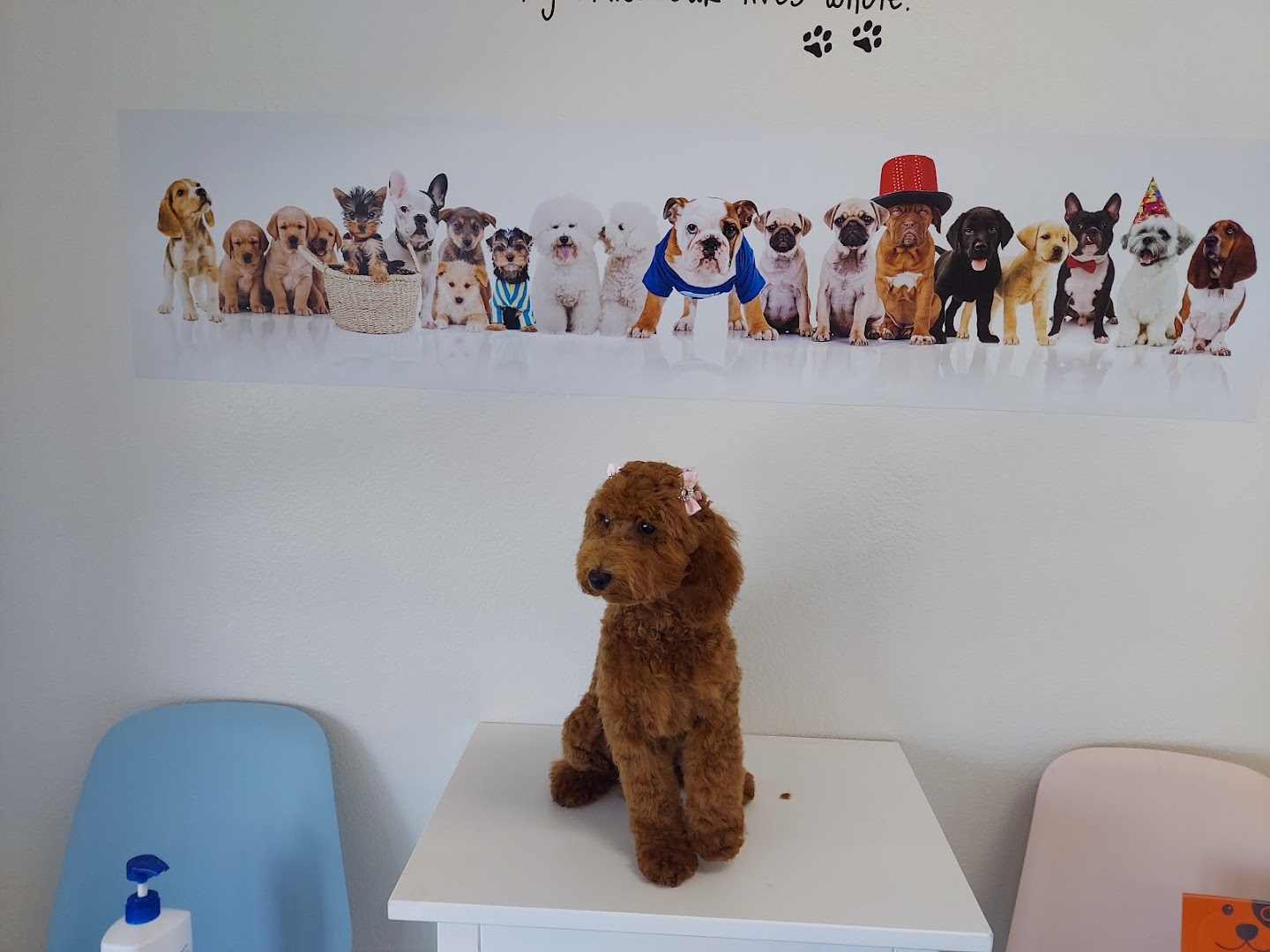 Lovely Dog Grooming, Daycare, Boarding