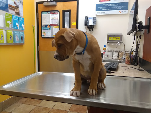 Pet Supply Store «PetSmart», reviews and photos, 2840 W Chandler Blvd, Chandler, AZ 85224, USA