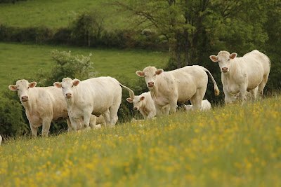 Ferme de sous la Velle à Beurey-Bauguay